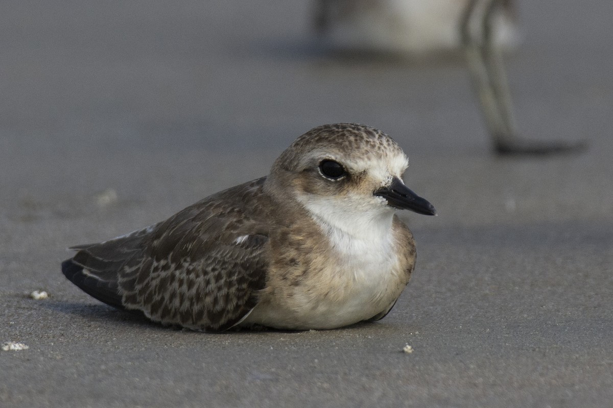 Tibetan Sand-Plover - ML644528346