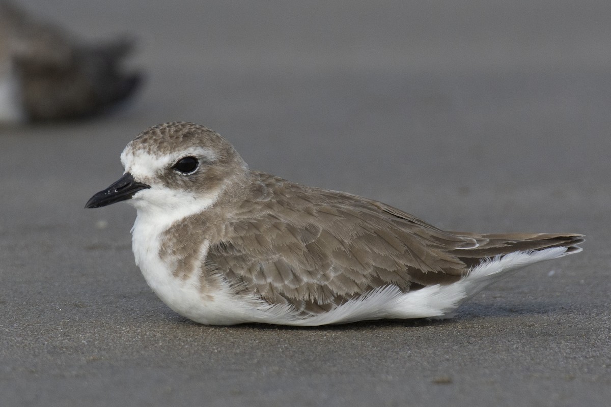 Tibetan Sand-Plover - ML644528348