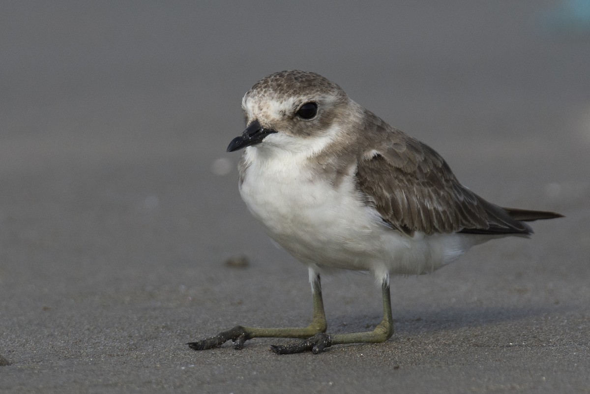 Tibetan Sand-Plover - ML644528349