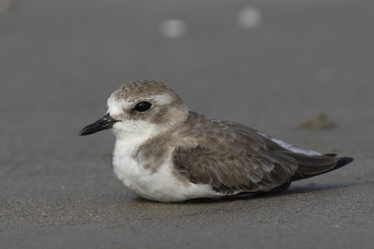 Tibetan Sand-Plover - ML644528350