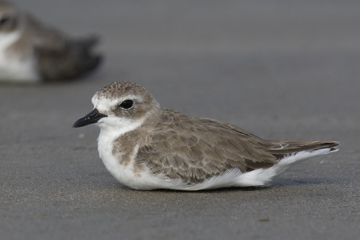 Tibetan Sand-Plover - ML644528351