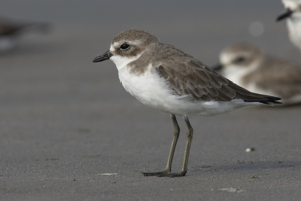 Tibetan Sand-Plover - ML644528353