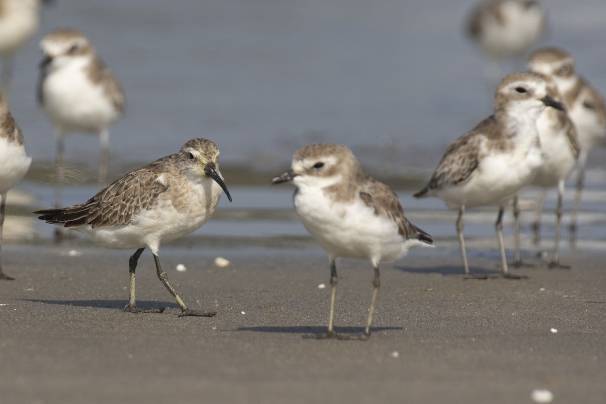 Tibetan Sand-Plover - ML644528355