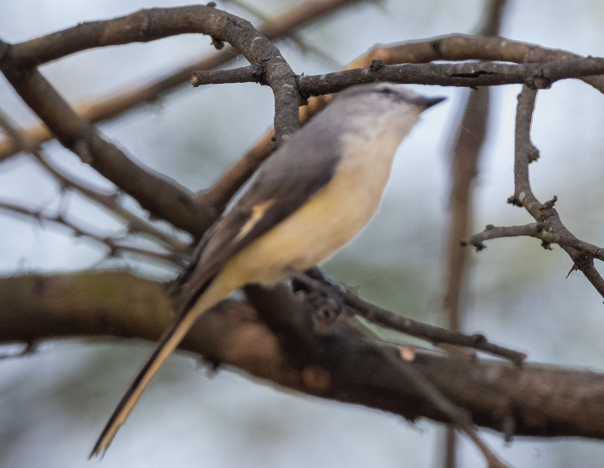 Zwergmennigvogel - ML644528371