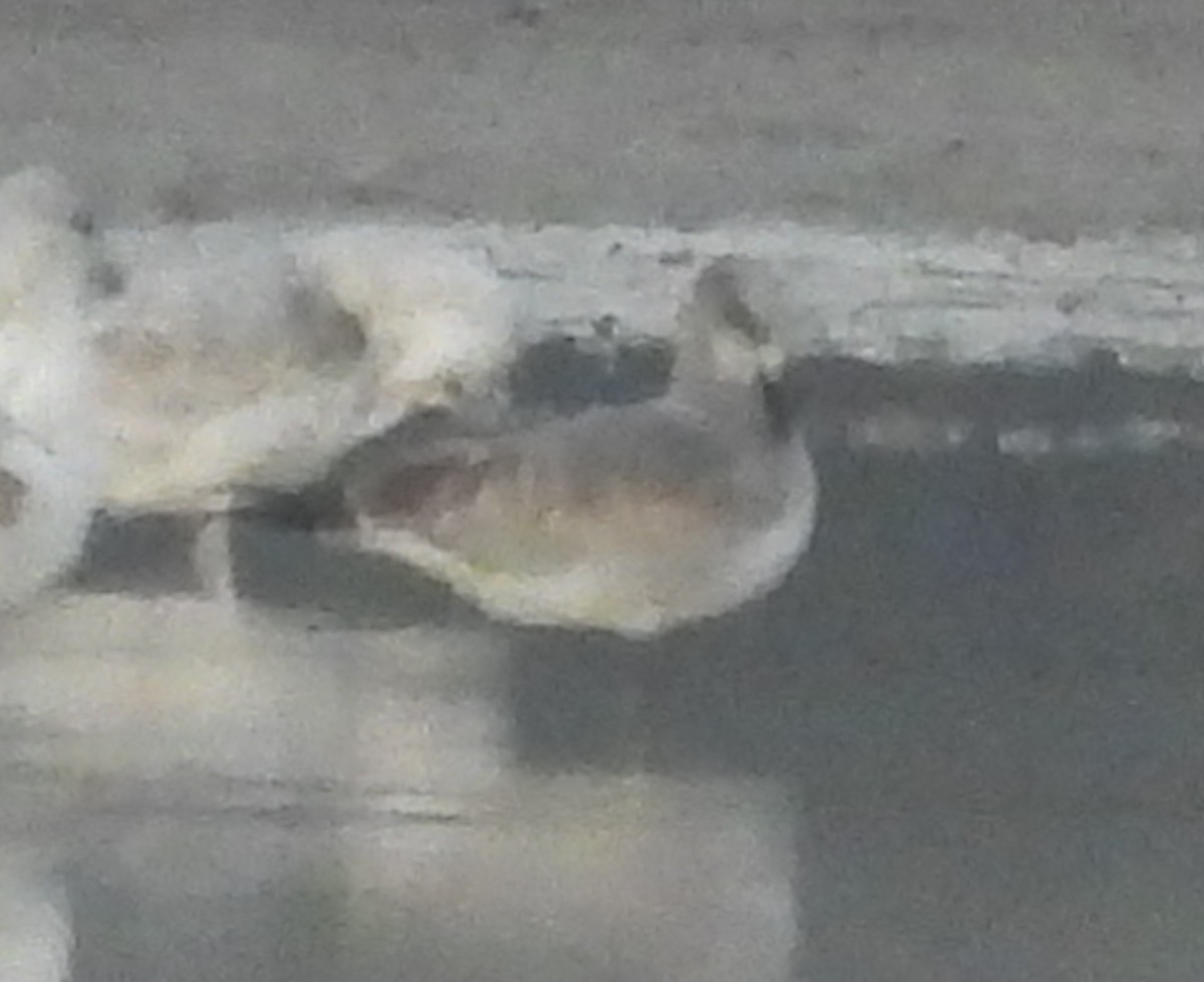 笑鷗 - ML644528385