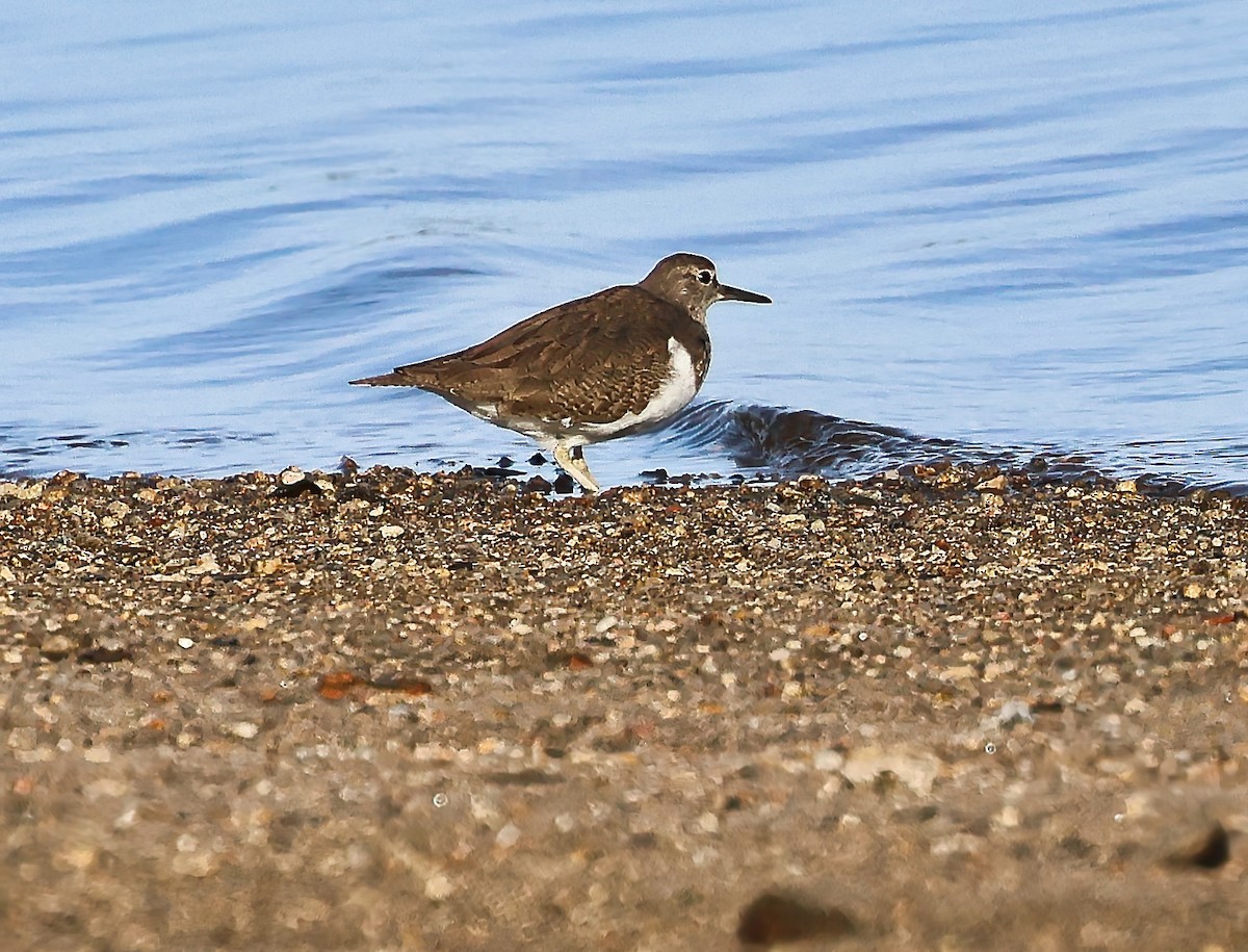 磯鷸 - ML644528386