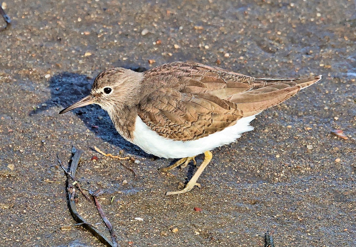 磯鷸 - ML644528388