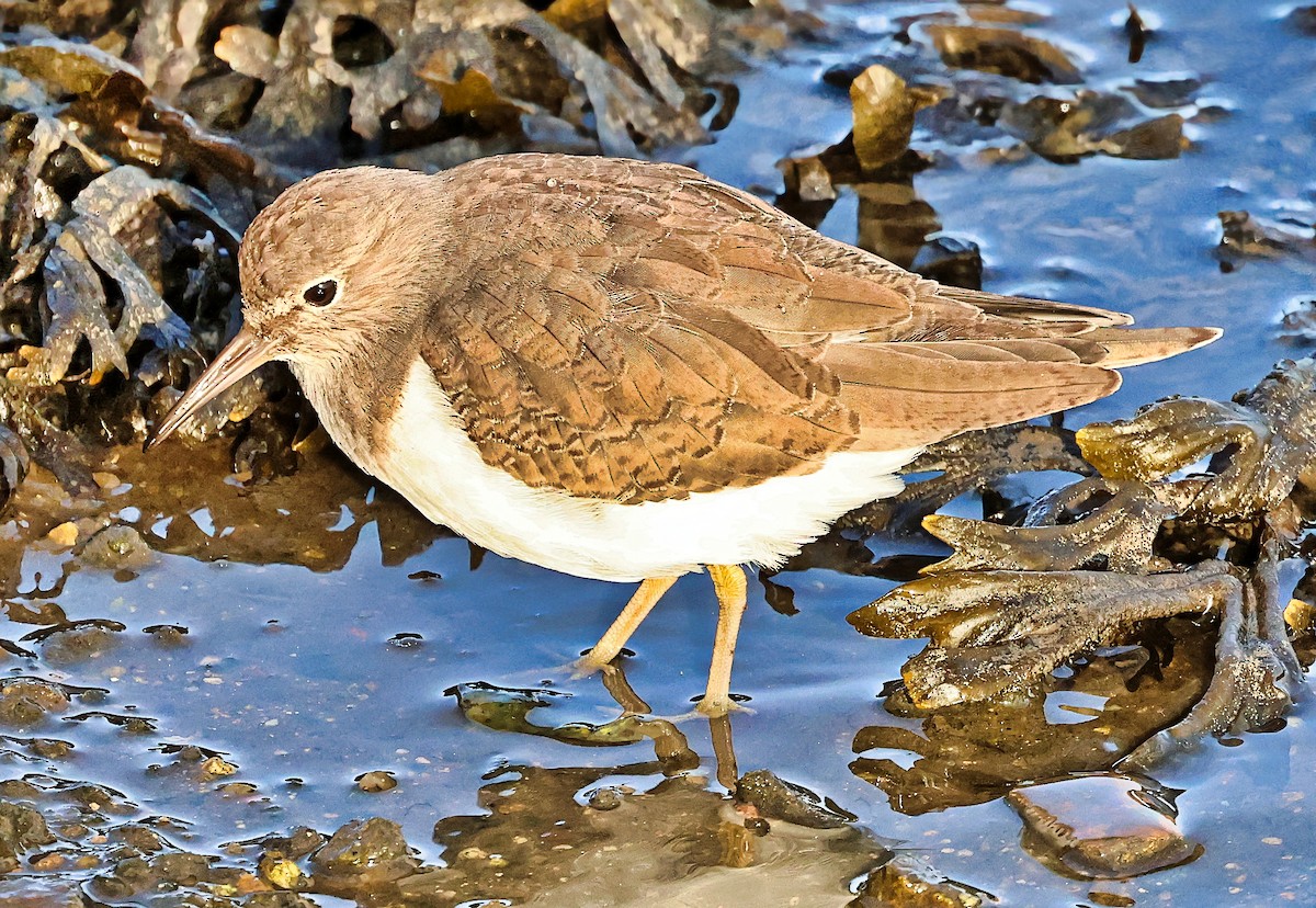 磯鷸 - ML644528390