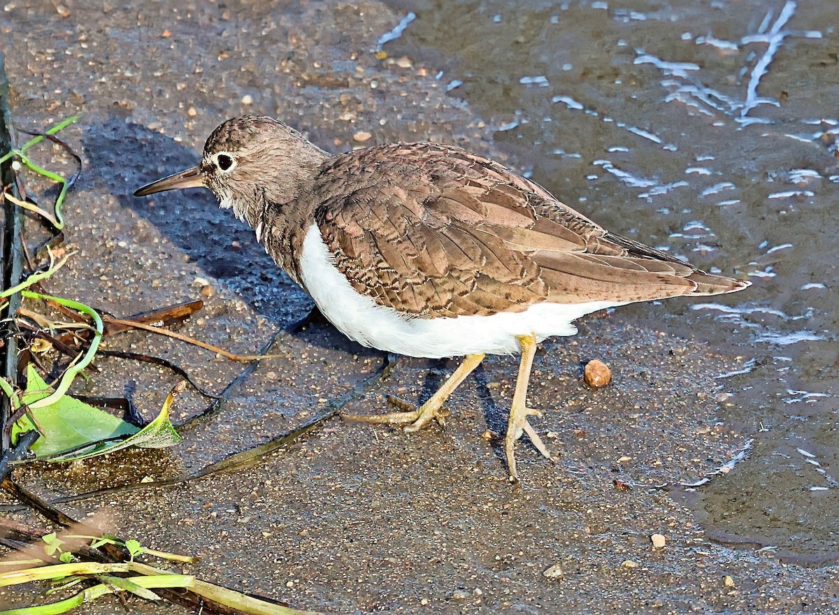 磯鷸 - ML644528391