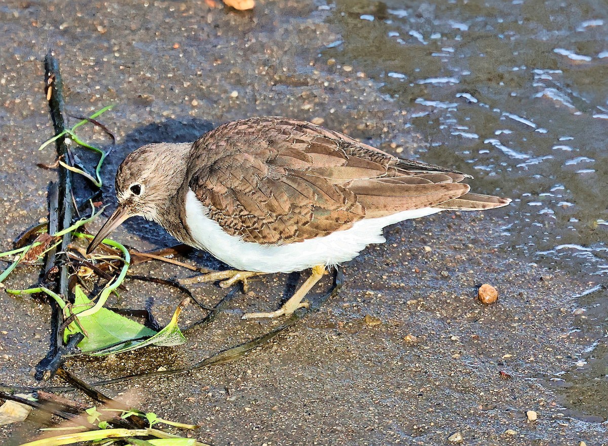 磯鷸 - ML644528392