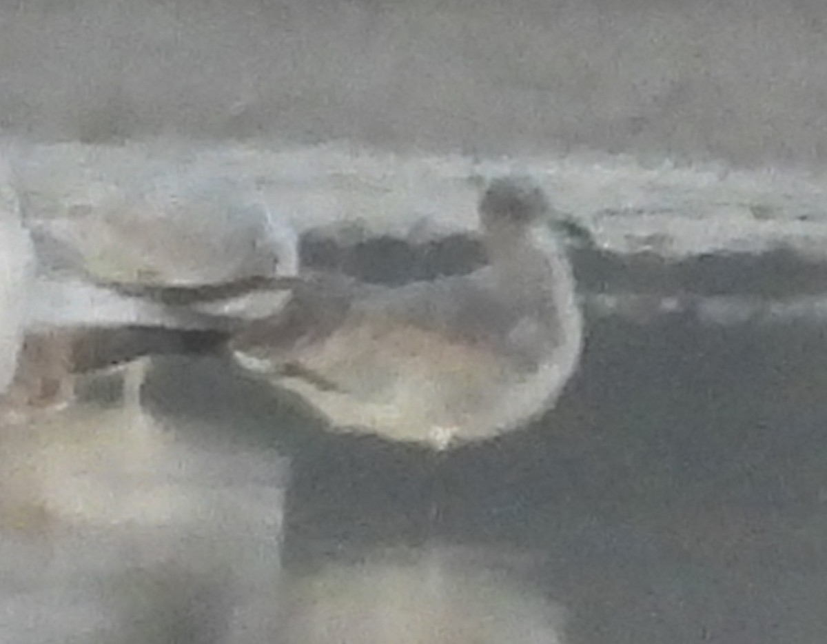 笑鷗 - ML644528393