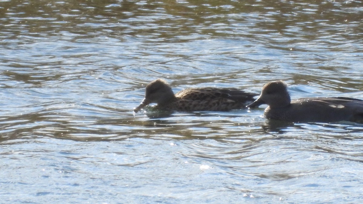 赤膀鴨 - ML644528398