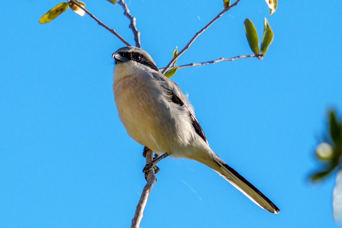 Loggerhead Shrike - ML644528400