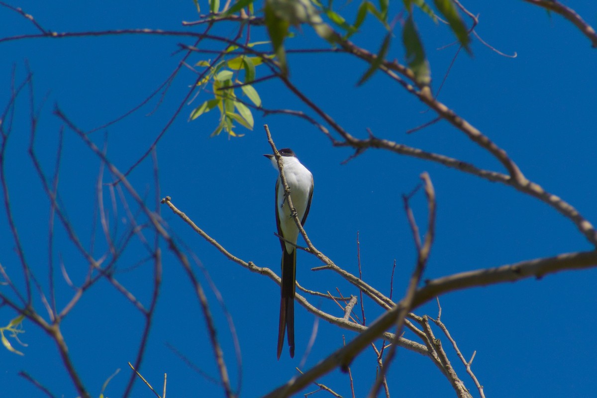 Fork-tailed Flycatcher - ML644528402