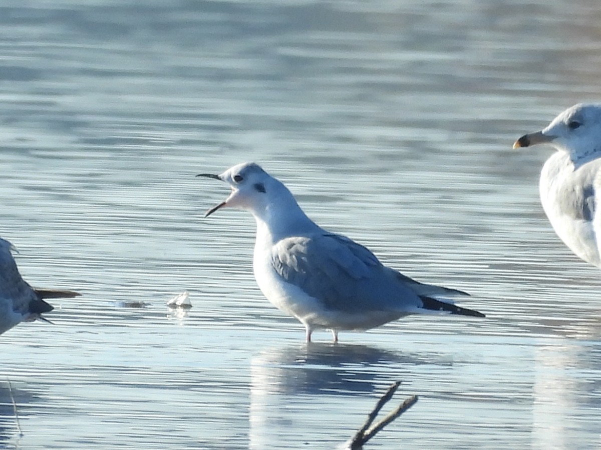 Bonaparte's Gull - ML644528405