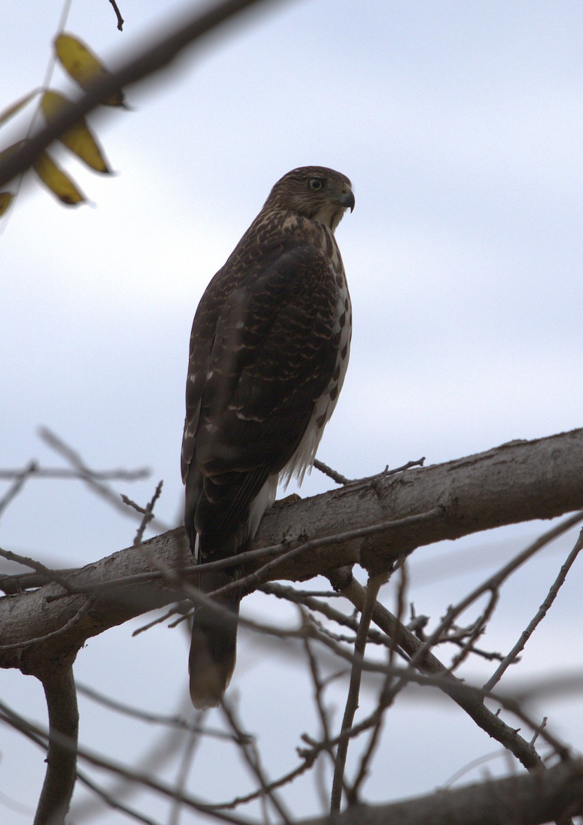 Cooper's Hawk - ML644528406