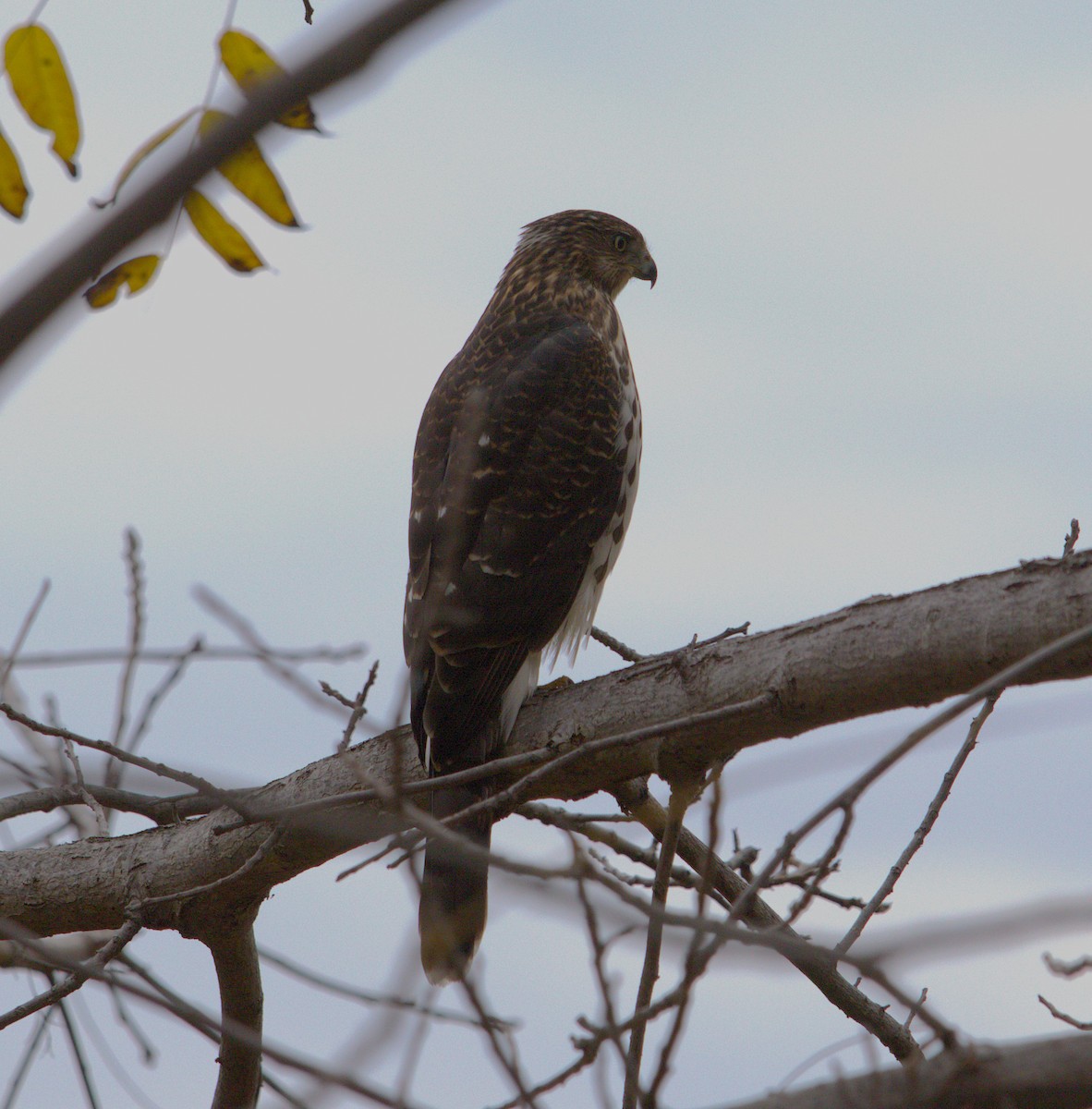 Cooper's Hawk - ML644528407