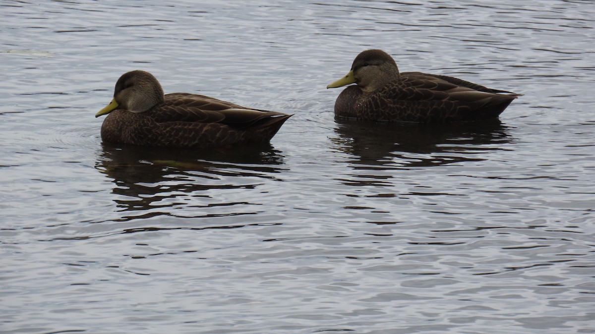 kachna tmavá - ML644528408