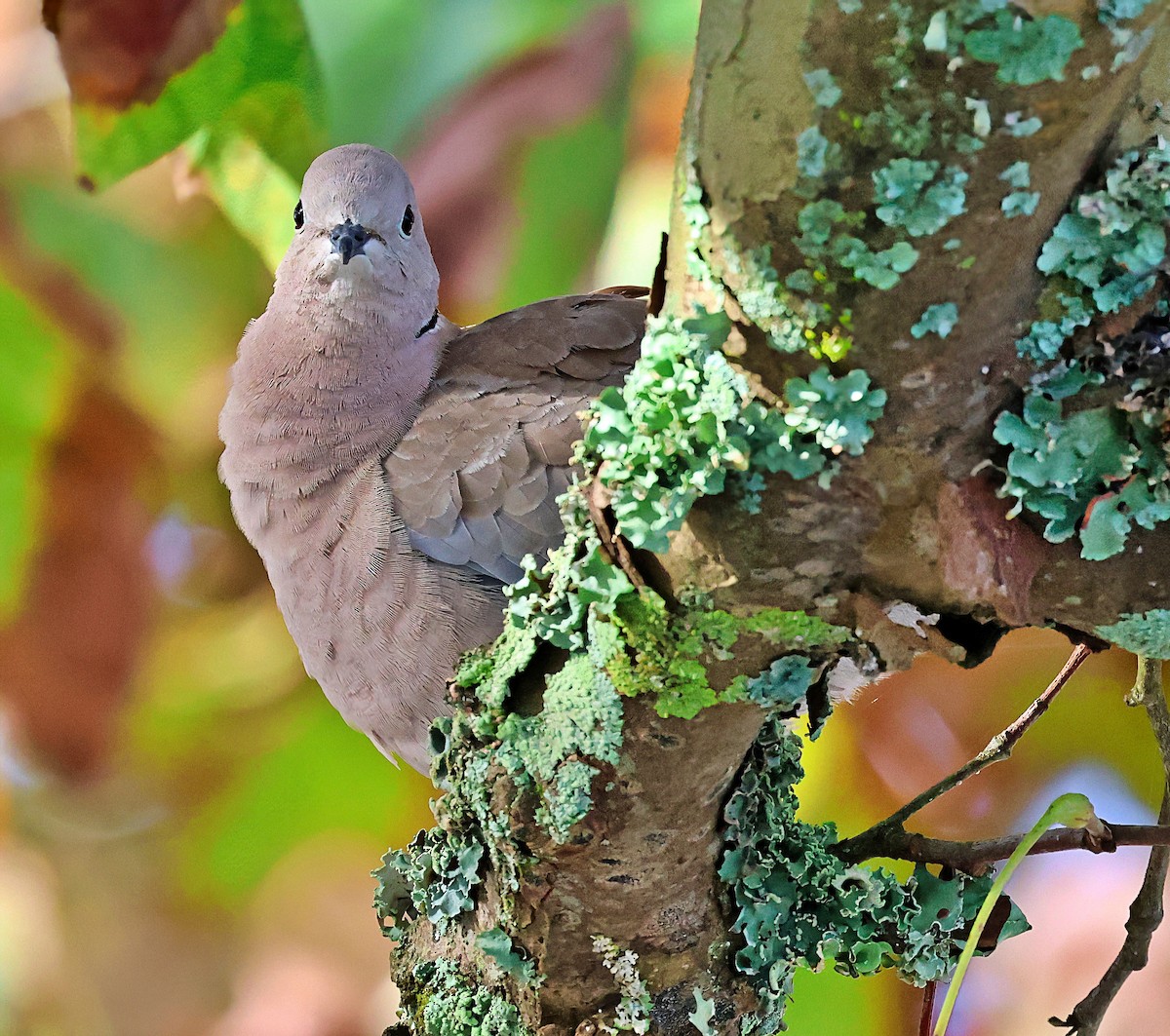 Eurasian Collared-Dove - ML644528410