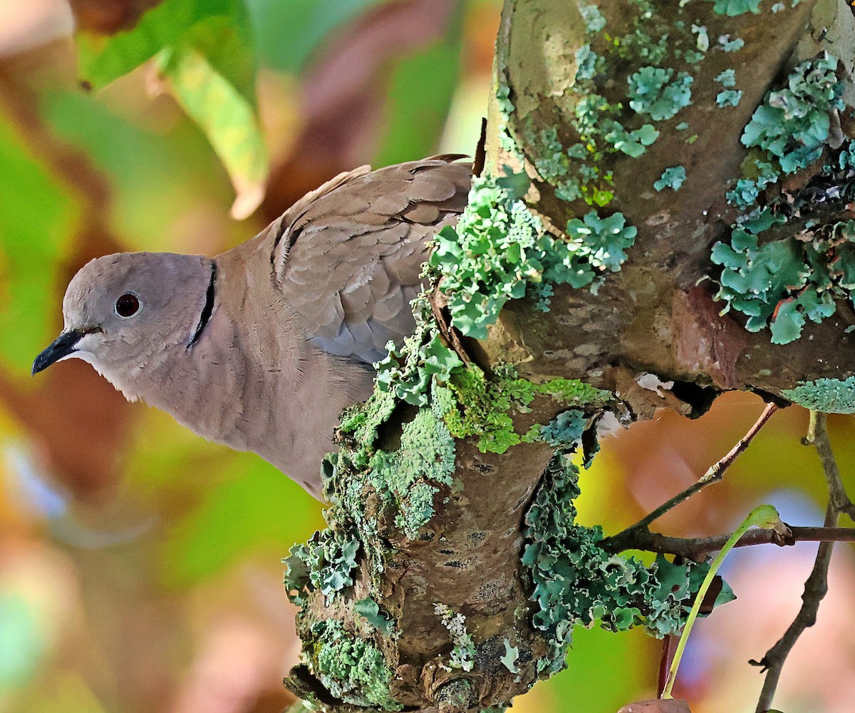 Eurasian Collared-Dove - ML644528411