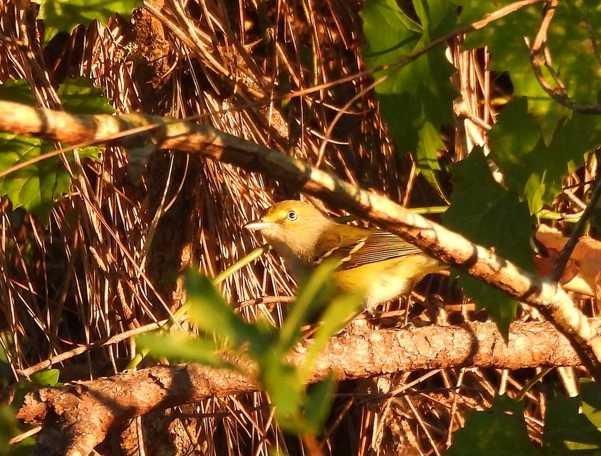 White-eyed Vireo - ML644528412