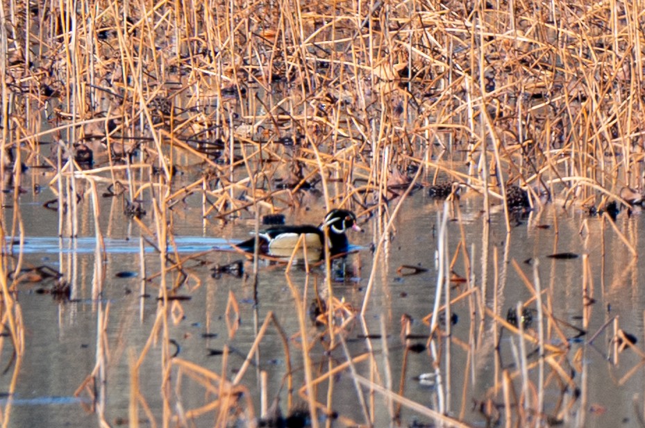 美洲鴛鴦 - ML644528413