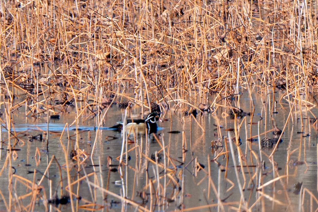 美洲鴛鴦 - ML644528414