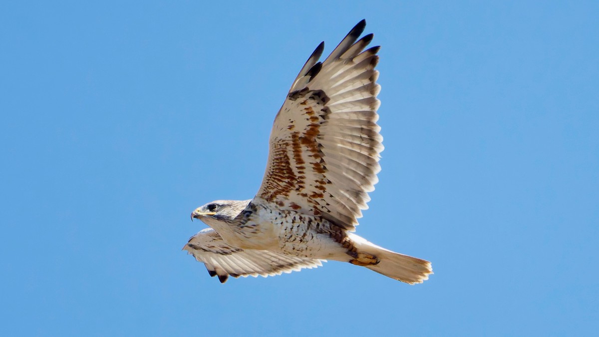 káně královská - ML644528420