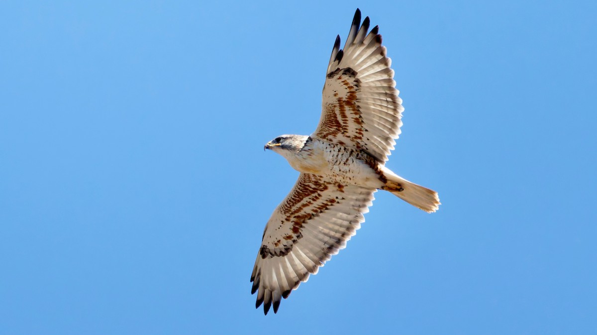 káně královská - ML644528421