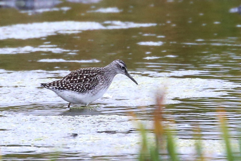 Wood Sandpiper - ML644528448