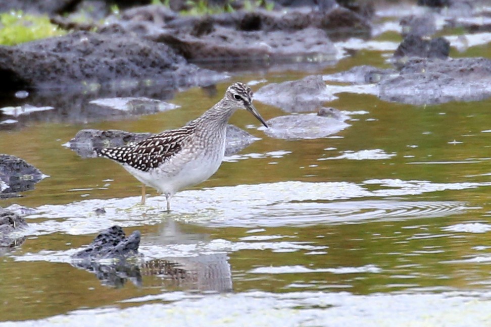 Wood Sandpiper - ML644528449