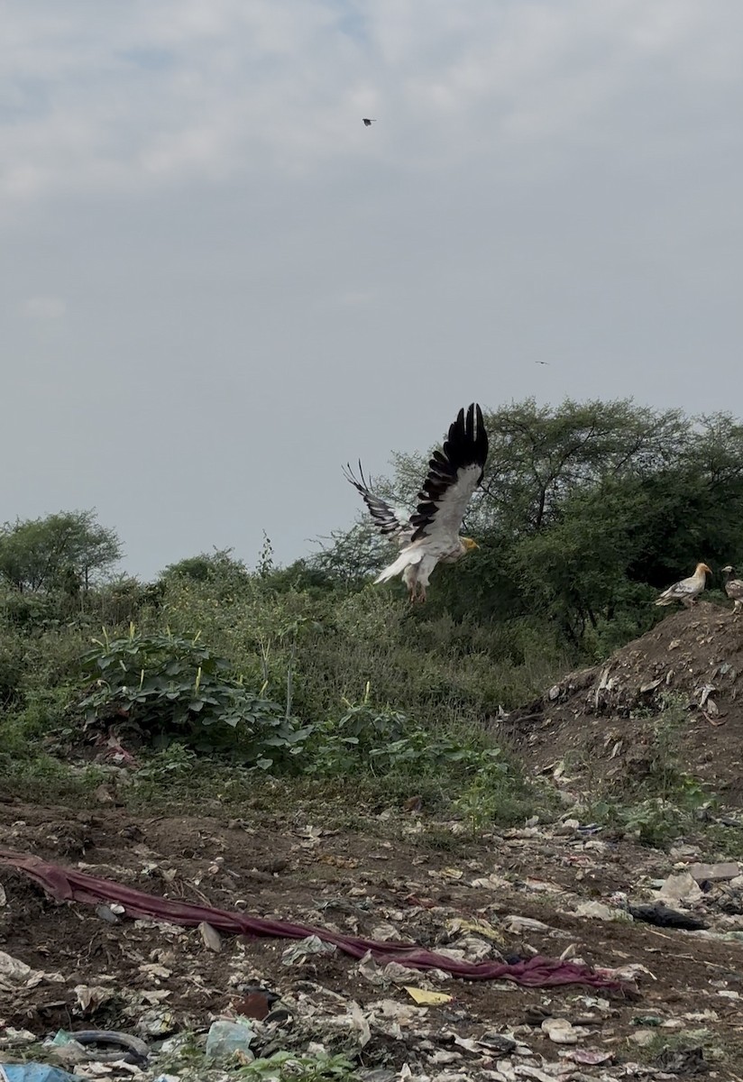 Egyptian Vulture - ML644528460