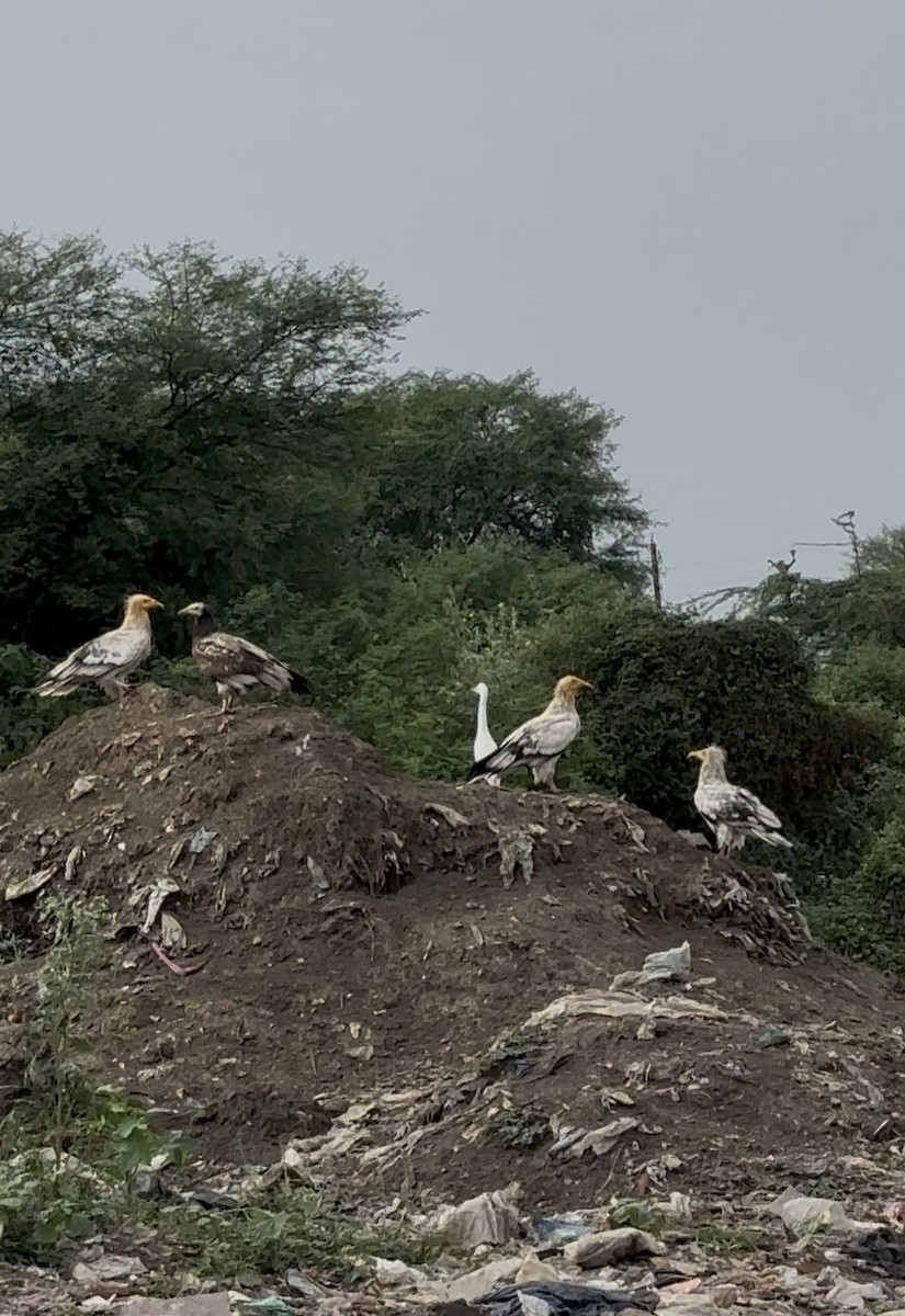 Egyptian Vulture - ML644528461