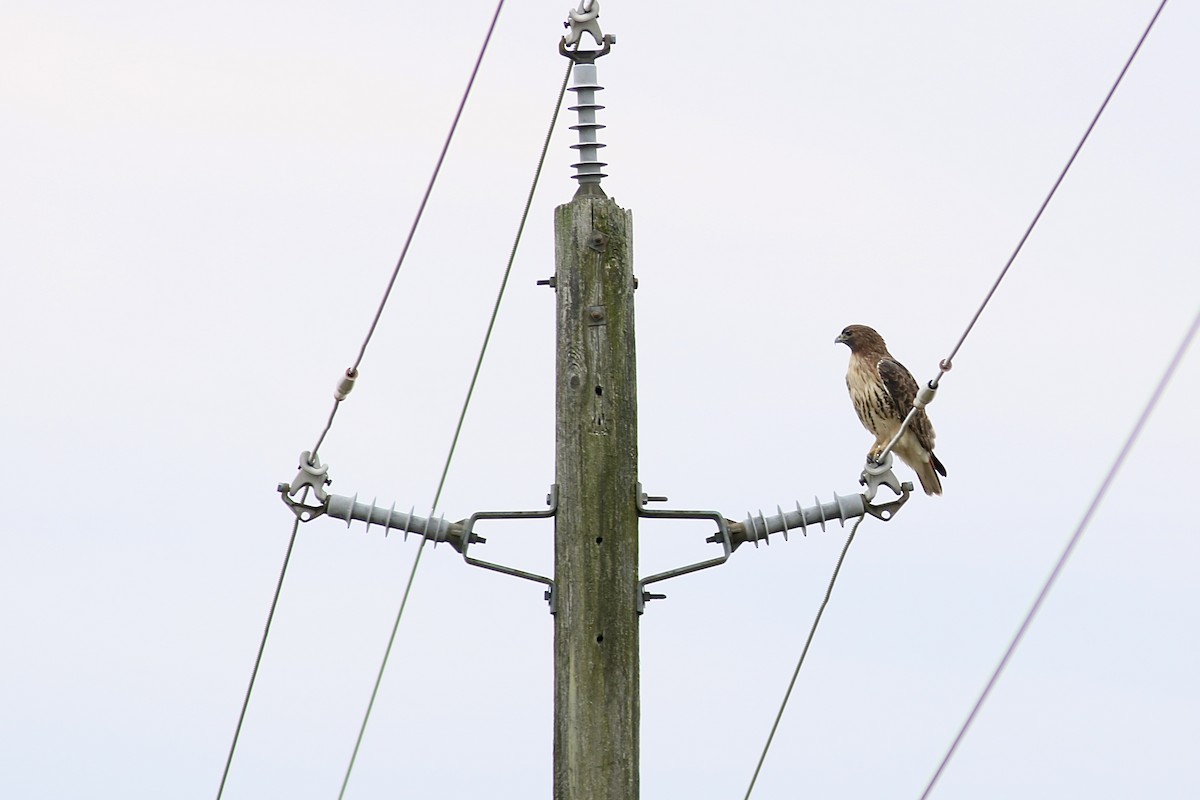 Red-tailed Hawk - ML644528508