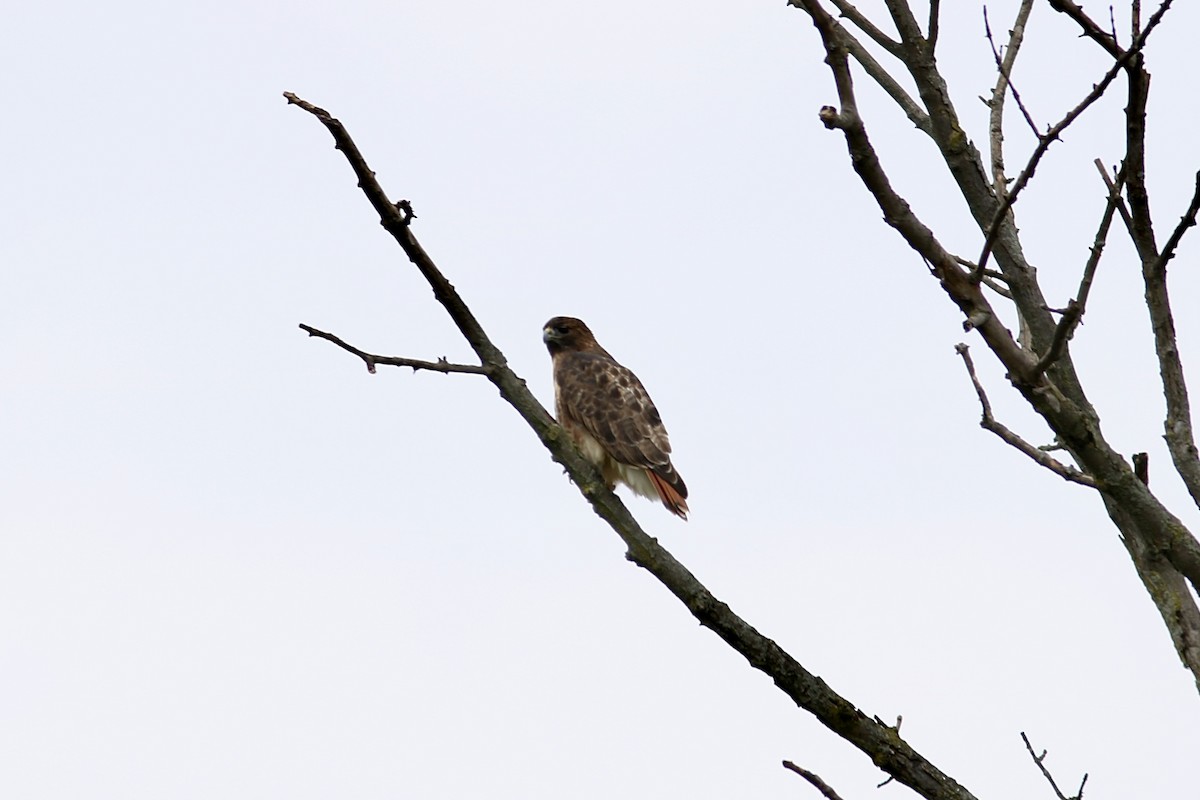 Red-tailed Hawk - ML644528511