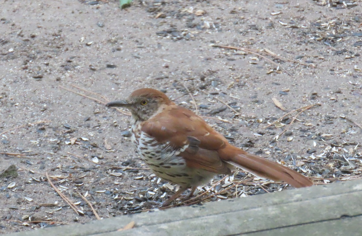 Brown Thrasher - ML644528517
