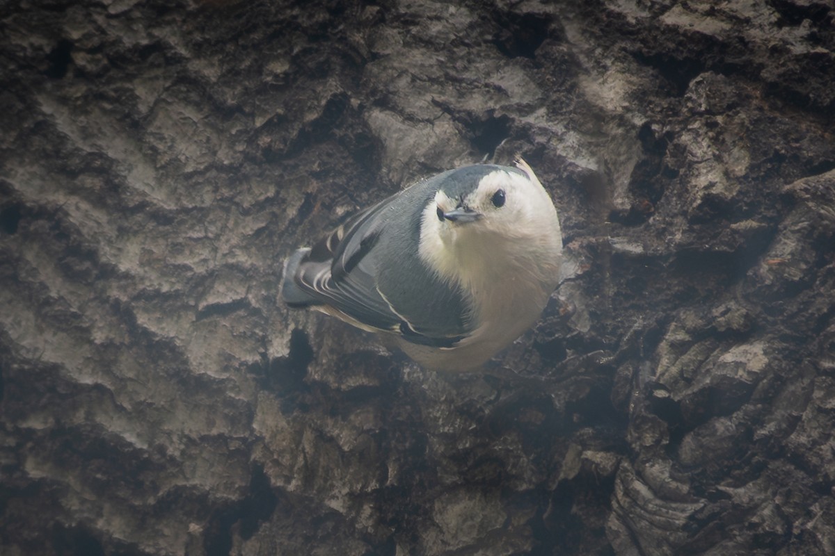 Sittelle à poitrine blanche - ML644528522