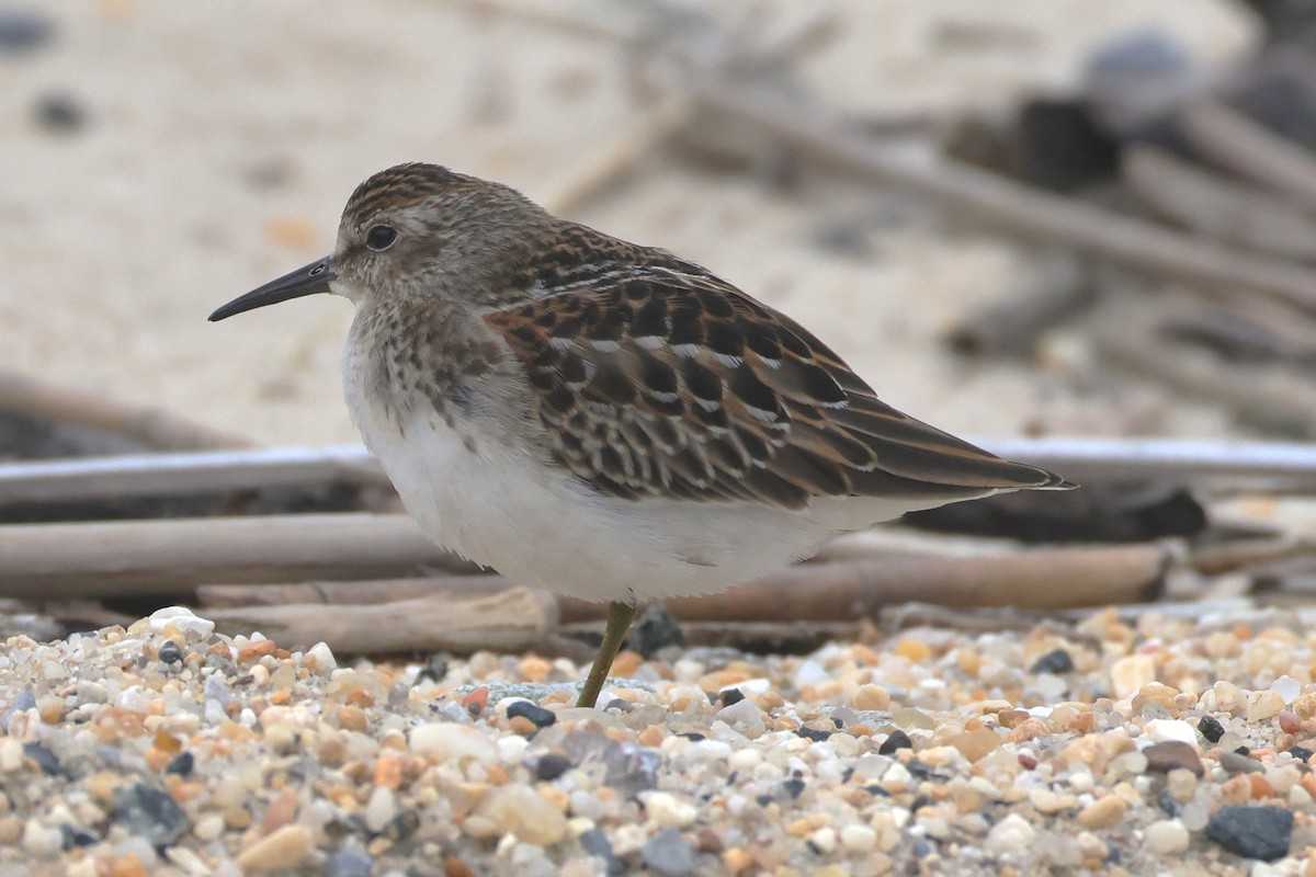 Least Sandpiper - ML644528527