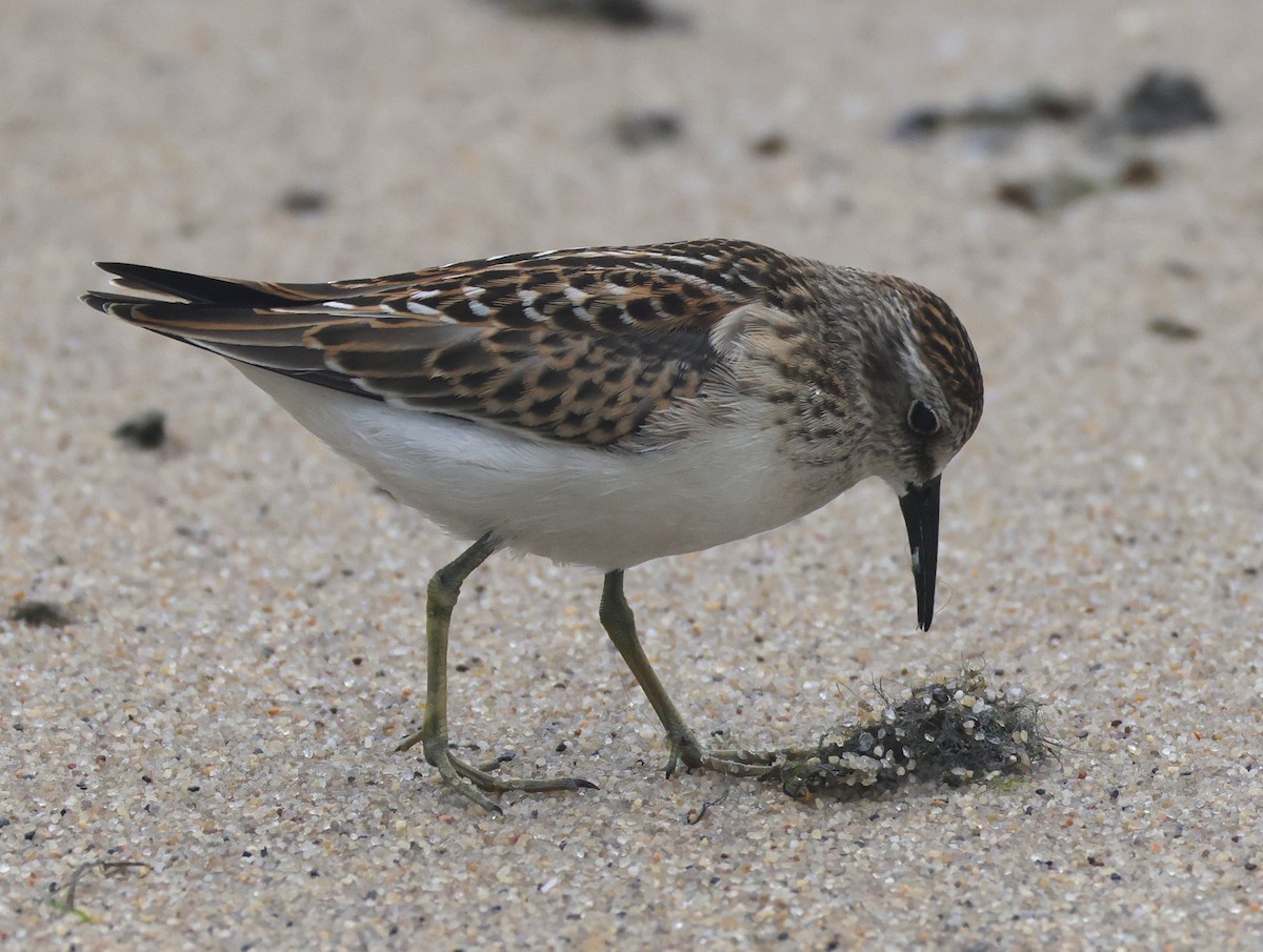 Least Sandpiper - ML644528528