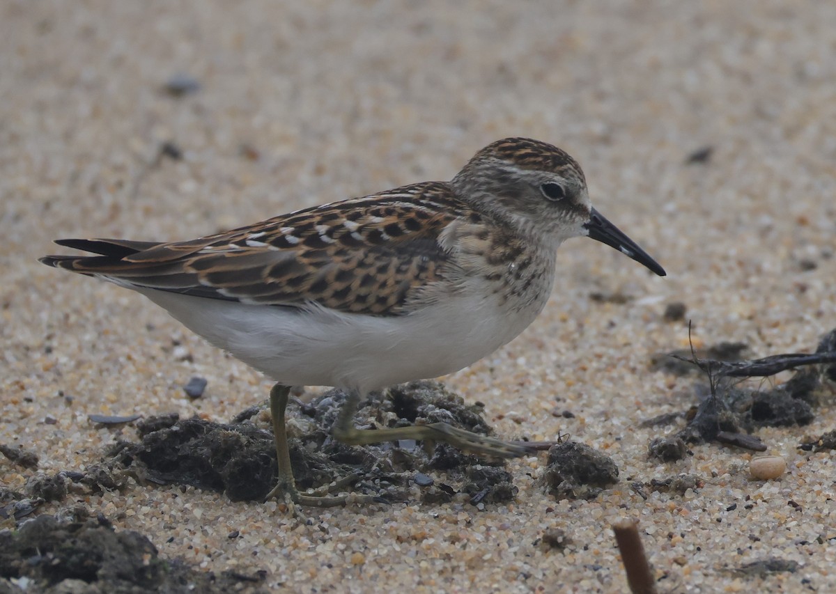 Least Sandpiper - ML644528529