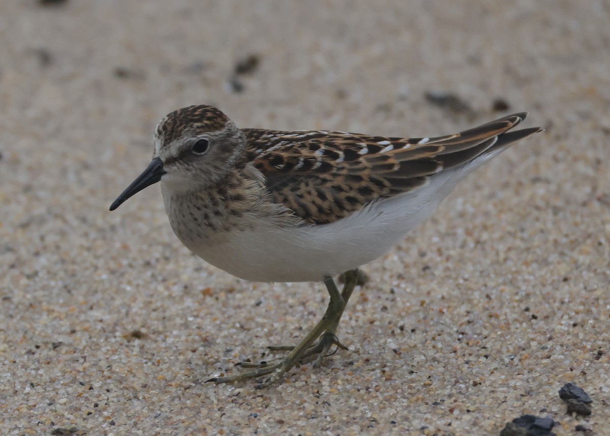Least Sandpiper - ML644528530