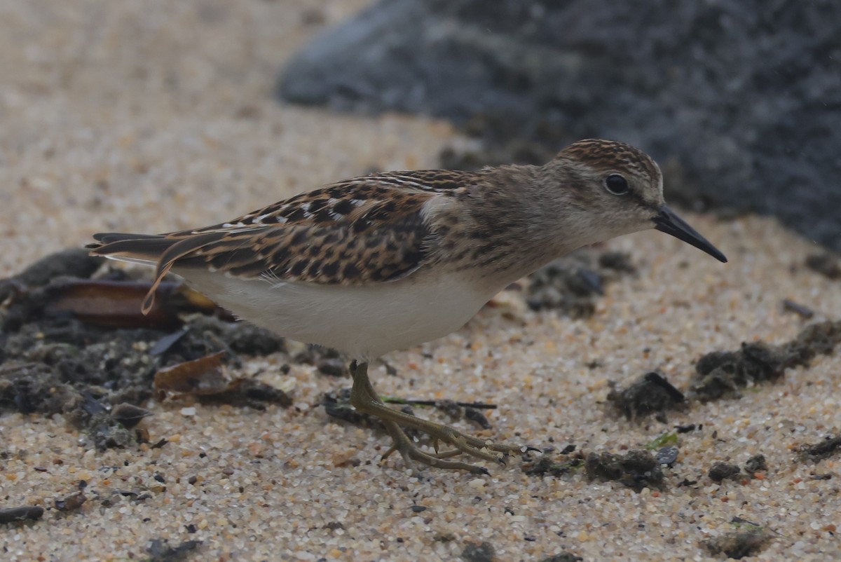 Least Sandpiper - ML644528531