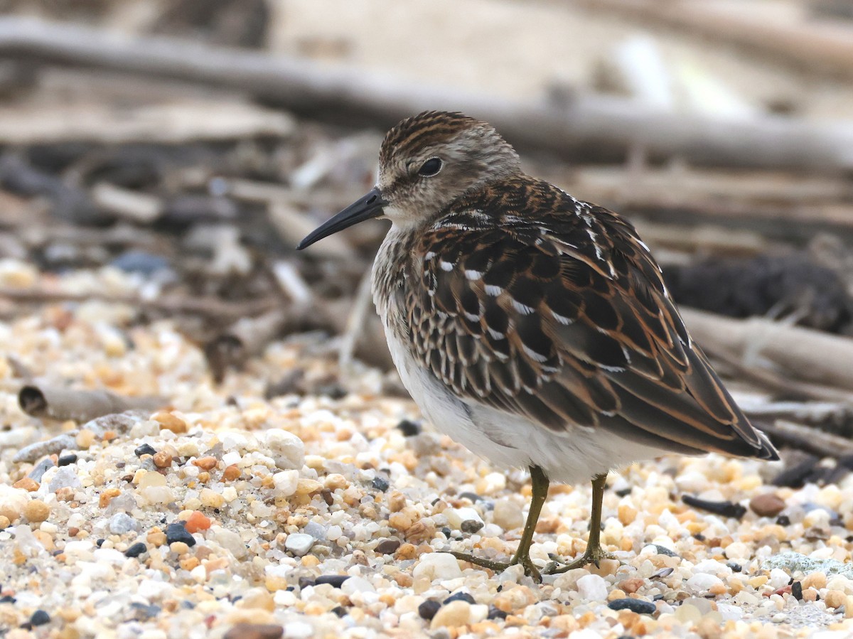 Least Sandpiper - ML644528532