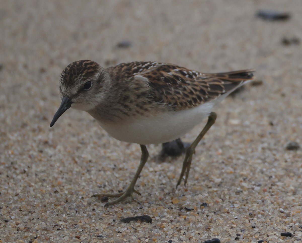 Least Sandpiper - ML644528533
