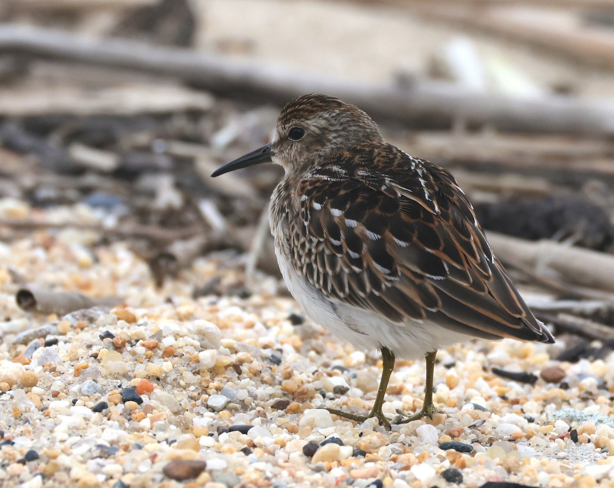 Least Sandpiper - ML644528534