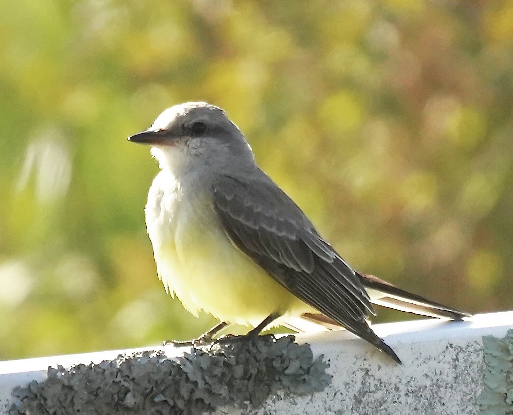 Western Kingbird - ML644528539