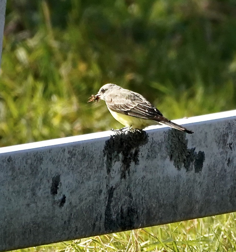 Western Kingbird - ML644528540