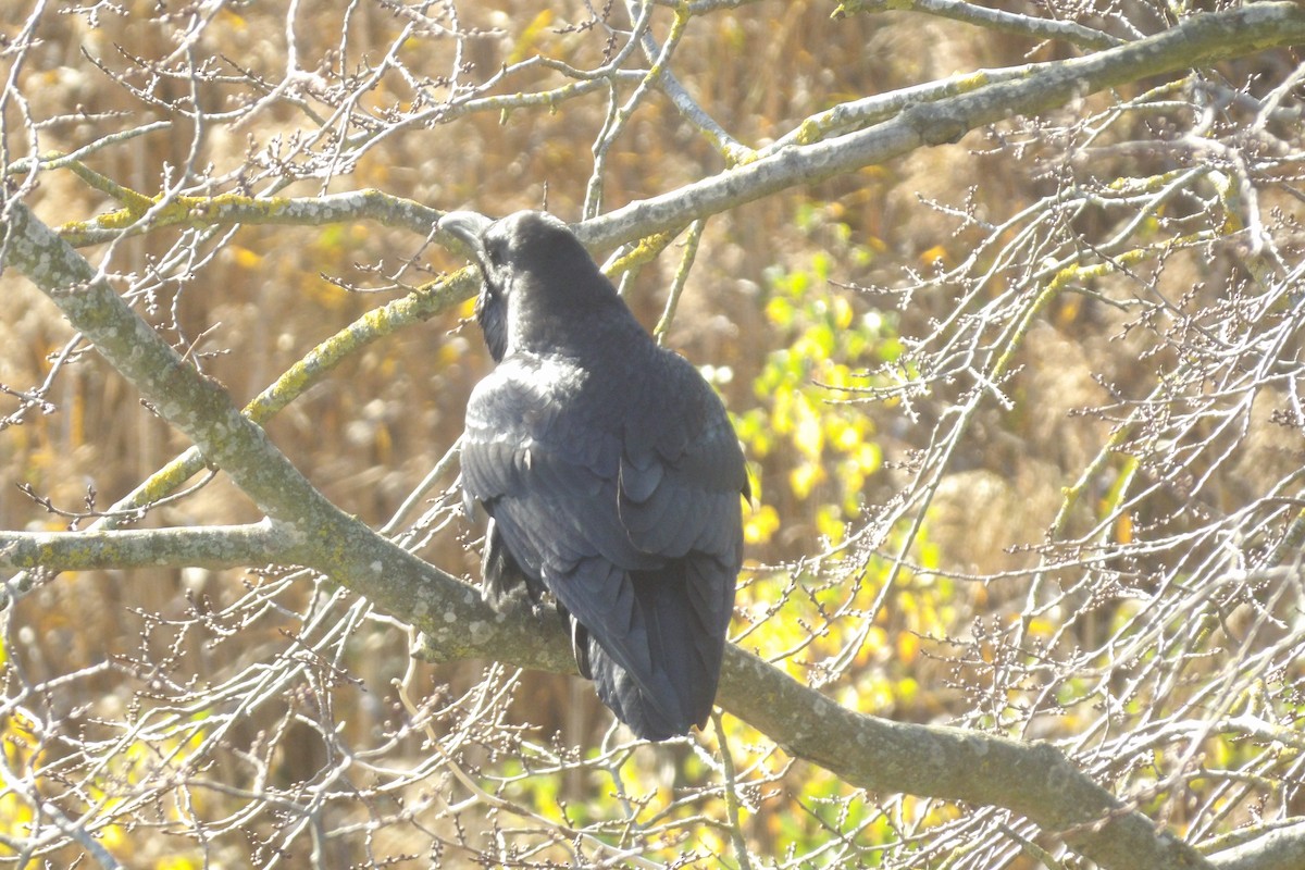 Kolkrabe - ML644528541