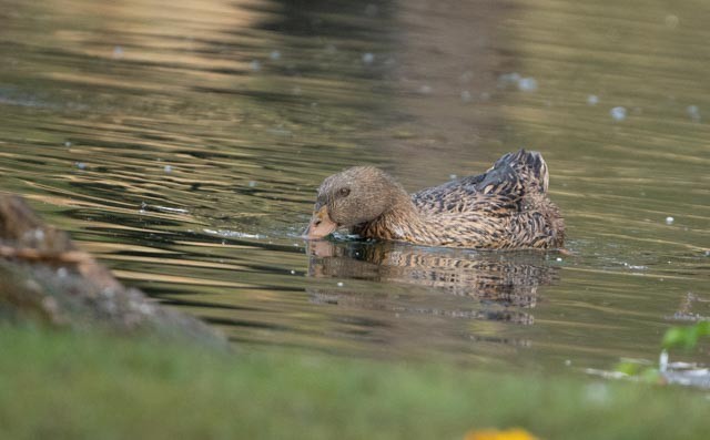Mexican Duck - ML644528544