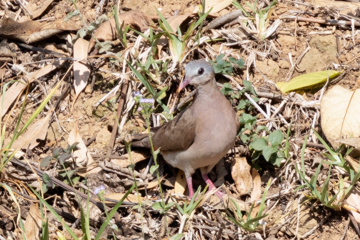 Blue-spotted Wood-Dove - ML644528547